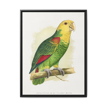 Double-Fronted or Le Vaillant's Amazon (Amazona oratrix) colored wood-engraved plate by Alexander Francis Lydon. - NOMADEN ART GALLERY