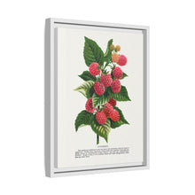 Cuthbert raspberry lithograph. Digitally enhanced from our own original 1900 edition plates of Botanical Specimen published by Rochester Lithographing