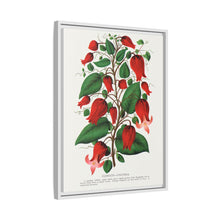 Prunus Triloba flower lithograph. Digitally enhanced from our own original 1900 edition plates of Botanical Specimen published by Rochester Lithographing