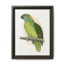Yellow-Naped Amazon (Amazona auropalliata) colored wood-engraved plate by Alexander Francis Lydon - NOMADEN ART GALLERY