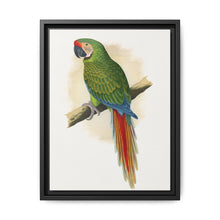 Military Macaw (Ara militaris) colored wood-engraved plate by Alexander Francis Lydon - NOMADEN ART GALLERY
