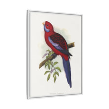 Pennant-Sittich (Platycercus elegans) farbige Holzstichplatte von Alexander Francis Lydon