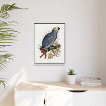Grey Parrot (Psittacus erithacus) colored wood-engraved plate by Alexander Francis Lydon.