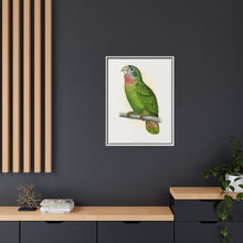Jamaica Parrot (Amazona collaria) colored wood-engraved plate by Alexander Francis Lydon