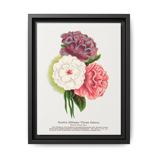 Double Althea in 3 colors lithograph. Digitally enhanced from our own original 1900 edition plates of Botanical Specimen published by Rochester Lithographing - NOMADEN ART GALLERY