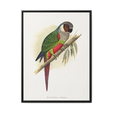 White-Eared Conure (Pyrrhura leucotis) colored wood-engraved plate by Alexander Francis Lydon - NOMADEN ART GALLERY