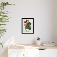Pink roses, Crested Moss lithograph. Digitally enhanced from our own original 1900 edition plates of Botanical Specimen published by Rochester Lithographing