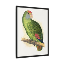 Dufresne's Amazon (Amazona dufresniana) colored wood-engraved plate by Alexander Francis Lydon