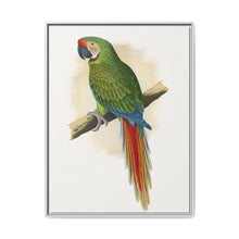 Military Macaw (Ara militaris) colored wood-engraved plate by Alexander Francis Lydon - NOMADEN ART GALLERY