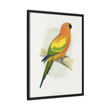 Sun Parrakeet (Aratinga solstitialis) colored wood-engraved plate by Alexander Francis Lydon