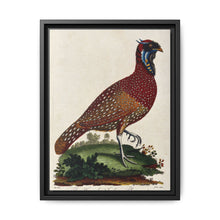 A horned Indian pheasant standing on the grass by J. Pass after J. E. Ihle. - NOMADEN ART GALLERY