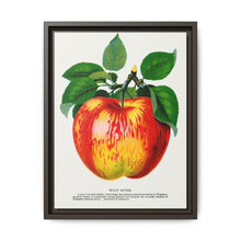Wolf River apple lithograph. Digitally enhanced from our own original 1900 edition plates of Botanical Specimen published by Rochester Lithographing - NOMADEN ART GALLERY