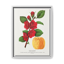 Japan Quince tree lithograph. Digitally enhanced from our own original 1900 edition plates of Botanical Specimen published by Rochester Lithographing - NOMADEN ART GALLERY