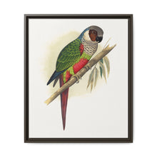 White-Eared Conure (Pyrrhura leucotis) colored wood-engraved plate by Alexander Francis Lydon - NOMADEN ART GALLERY