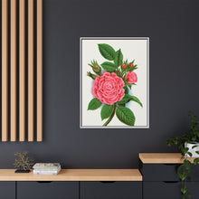 Pink rose, Salet Moss lithograph. Digitally enhanced from our own original 1900 edition plates of Botanical Specimen published by Rochester Lithographing