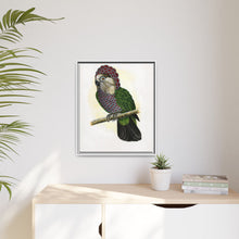 Hawk-Headed Parrot (Deroptyus accipitrinus) colored wood-engraved plate by Alexander Francis Lydon.