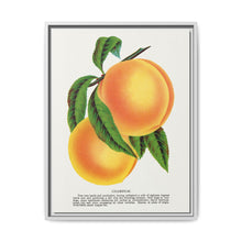 Champion plum lithograph from Botanical Specimen published by Rochester Lithographing - NOMADEN ART GALLERY