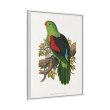Red-winged parakeet (Aprosmictus erythropterus) colored wood-engraved plate by Alexander Francis Lydon