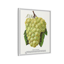Green Mountain grape lithograph. Digitally enhanced from our own original 1900 edition plates of Botanical Specimen published by Rochester Lithographing