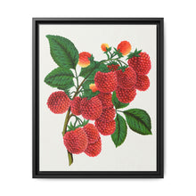 Shaffer's Colossal Raspberry Lithograph (1900) - NOMADEN ART GALLERY