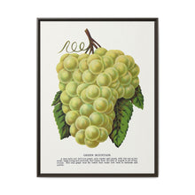 Green Mountain grape lithograph. Digitally enhanced from our own original 1900 edition plates of Botanical Specimen published by Rochester Lithographing - NOMADEN ART GALLERY