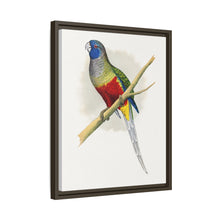 Blue Bonnet Parrakeet (Northiella haematogaster) colored wood-engraved plate by Alexander Francis Lydon.