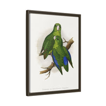 Passerine or Blue-winged Parrakeet (Psittacula columboides) colored wood-engraved plate by Alexander Francis Lydon
