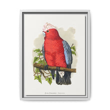 Rose-Breasted Cockatoo (Eolophus roseicapillus) colored wood-engraved plate by Alexander Francis Lydon. - NOMADEN ART GALLERY