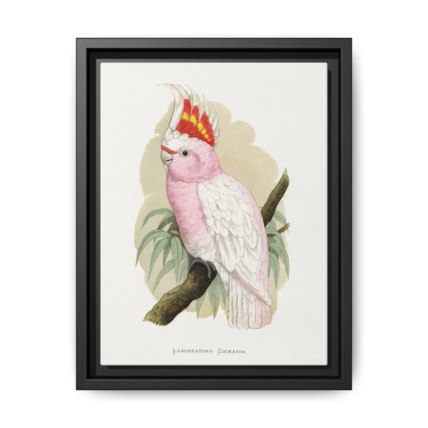 Leadbeater's Cockatoo (Lophochroa leadbeateri) colored wood-engraved plate by Alexander Francis Lydon - NOMADEN ART GALLERY