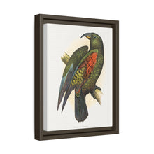 Mountain Parrot (Nestor notabilis) colored wood-engraved plate by Alexander Francis Lydon