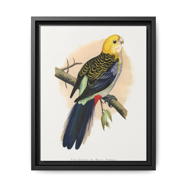 Pale-Headed or Mealy Rosella (Platycercus adscitus) colored wood-engraved plate by Alexander Francis Lydon. - NOMADEN ART GALLERY