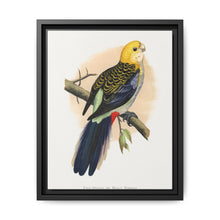 Pale-Headed or Mealy Rosella (Platycercus adscitus) colored wood-engraved plate by Alexander Francis Lydon. - NOMADEN ART GALLERY