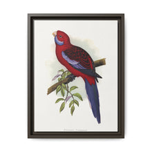 Pennant's Parrakeet (Platycercus elegans) colored wood-engraved plate by Alexander Francis Lydon - NOMADEN ART GALLERY