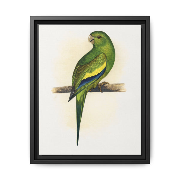 Canary-Winged Conure ( Brotogeris versicolurus) colored wood-engraved plate by Alexander Francis Lydon - NOMADEN ART GALLERY