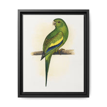 Canary-Winged Conure ( Brotogeris versicolurus) colored wood-engraved plate by Alexander Francis Lydon - NOMADEN ART GALLERY
