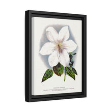 Clematis flower lithograph. Digitally enhanced from our own original 1900 edition plates of Botanical Specimen published by Rochester Lithographing - NOMADEN ART GALLERY