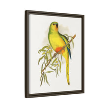 Orange-Bellied Parrakeet (Neophema chrysogaster) colored wood-engraved plate by Alexander Francis Lydon.