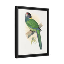 Lydon's Yellow-Naped Parrakeet | Vintage Bird Wall Art Print