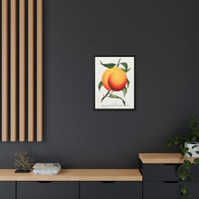 Foster peach lithograph. Digitally enhanced from our own original 1900 edition plates of Botanical Specimen published by Rochester Lithographing