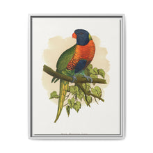 Blue Mountain Lory (Trichoglossus moluccanus) colored wood-engraved plate by Alexander Francis Lydon. - NOMADEN ART GALLERY