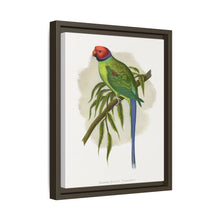 Blossom-Headed Parrakeet (Psittacula roseata) colored wood-engraved plate by Alexander Francis Lydon.