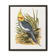 Cockatiel (Nymphicus hollandicus) colored wood-engraved plate by Alexander Francis Lydon - NOMADEN ART GALLERY