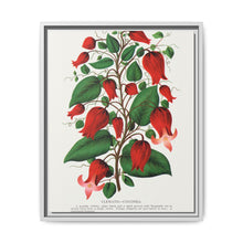 Prunus Triloba flower lithograph. Digitally enhanced from our own original 1900 edition plates of Botanical Specimen published by Rochester Lithographing - NOMADEN ART GALLERY