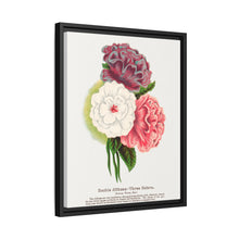 Double Althea in 3 colors lithograph. Digitally enhanced from our own original 1900 edition plates of Botanical Specimen published by Rochester Lithographing