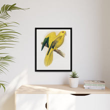 Golden or Queen Bavaria's Parrot (Guaruba guarouba) colored wood-engraved plate by Alexander Francis Lydon.