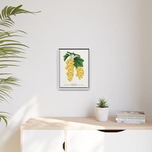 White Grape Lithograph | Vintage Botanical Wall Art Print