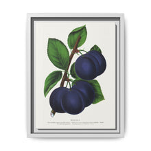 Niagara plum lithograph. Digitally enhanced from our own original 1900 edition plates of Botanical Specimen published by Rochester Lithographing - NOMADEN ART GALLERY