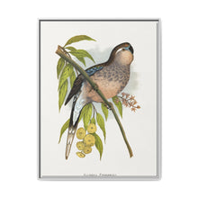 Bourke's Parrakeet (Neopsephotus bourkii) colored wood-engraved plate by Alexander Francis Lydon. - NOMADEN ART GALLERY