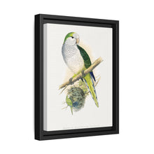 Quaker or Grey-breasted Parrakeet (Myiopsitta monachus) colored wood-engraved plate by Alexander Francis Lydon - NOMADEN ART GALLERY
