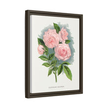 Pink rose, Clothilde Soupert lithograph. Digitally enhanced from our own original 1900 edition plates of Botanical Specimen published by Rochester Lithographing